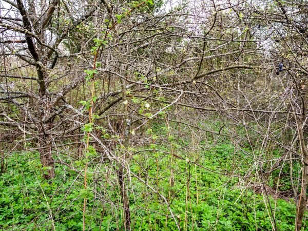 Underbrush Clearing in Loveland