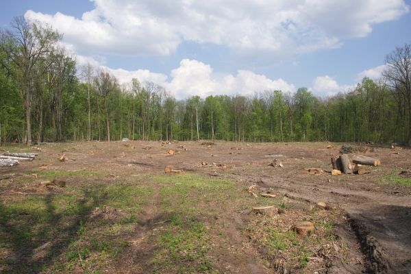 Pasture Clearing in Loveland