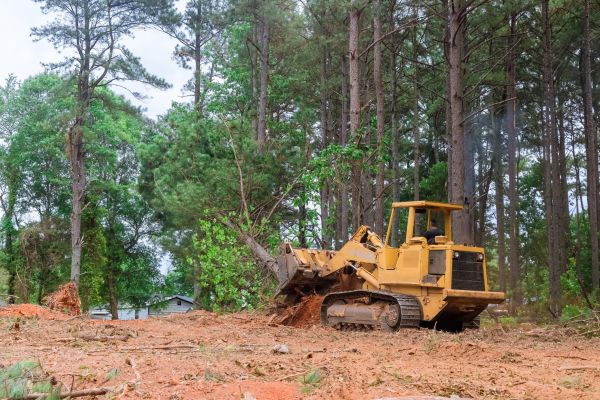 Forest Thinning in Loveland
