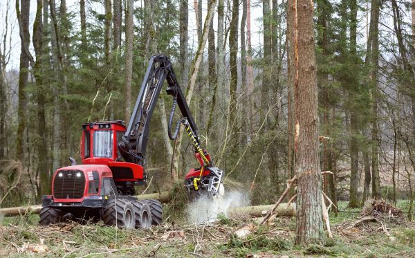 Cost of Forest Clearance Service in Loveland