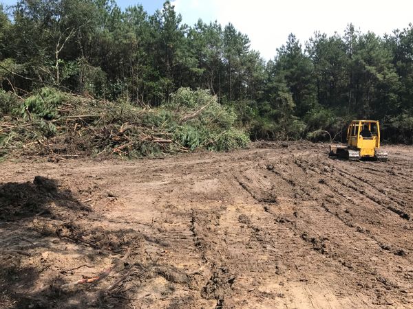 Thicket Clearing in Loveland